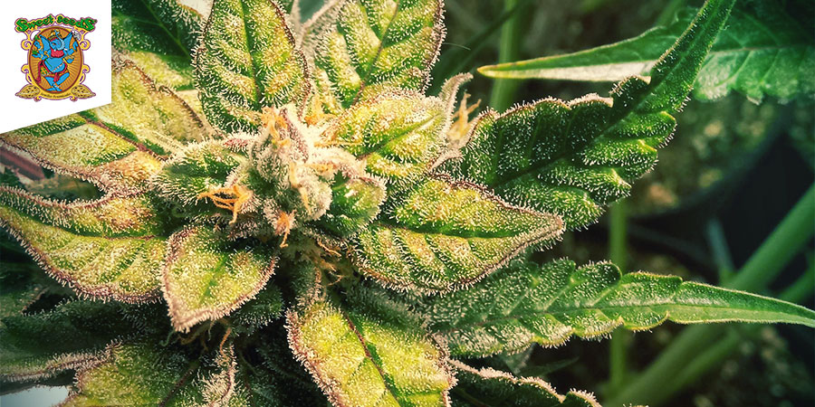 Sweet Nurse Auto CBD (Sweet Seeds) Feminiserede