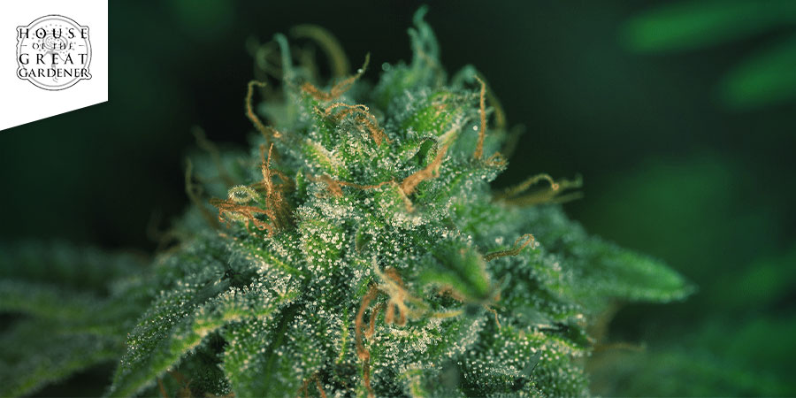 CBD René (House of the Great Gardener)