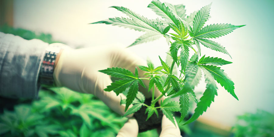 HVAD ER MEDICINSK MARIHUANA?