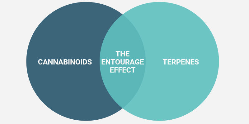 Sådan oplever du entourage-effekten Sådan oplever du entourage-effekten