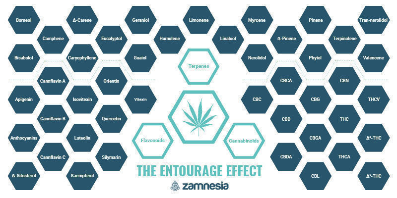 Entourage-effekten — et af cannabis’ store mysterier The Entourage Effect — One Of Cannabis' Great Mysteries