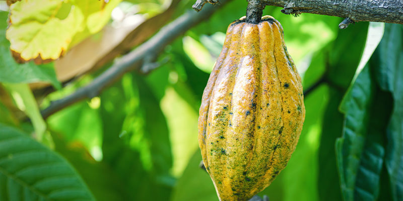Cannabis og kakao: To af samfundets ældste afgrøder CANNABIS AND COCOA: TWO OF SOCIETY’S OLDEST CROPS