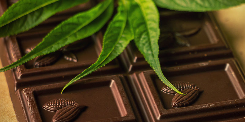 CHOKOLADE OG CANNABIS: DET PERFEKTE KEMISKE MATCH