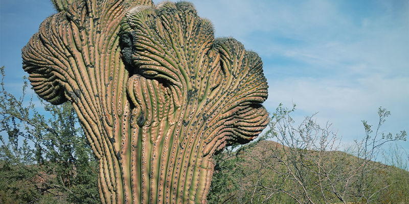 San Pedro Kammet (Echinopsis Pachanoi Cristata) San Pedro Kammet (Echinopsis Pachanoi Cristata)