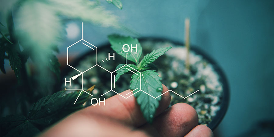 Lær om cannabinoider