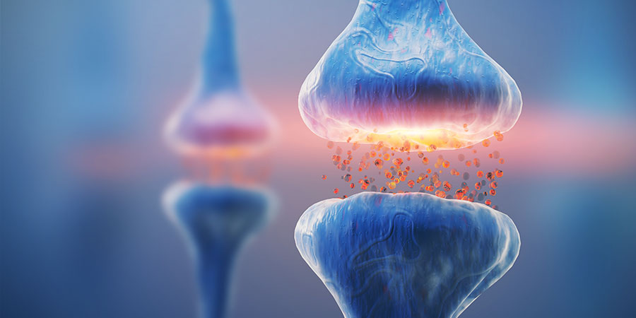Lær om dit endocannabinoide system