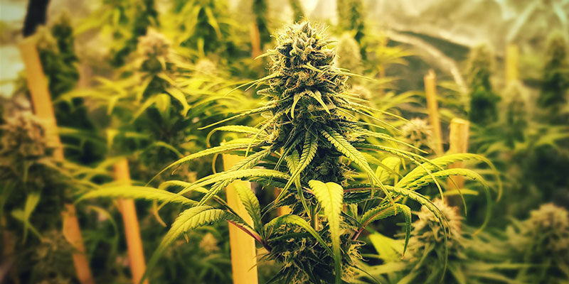 Strawberry Cough cannabis