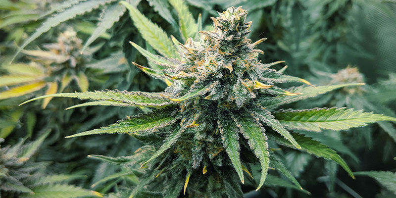 Girl Scout Cookies cannabis