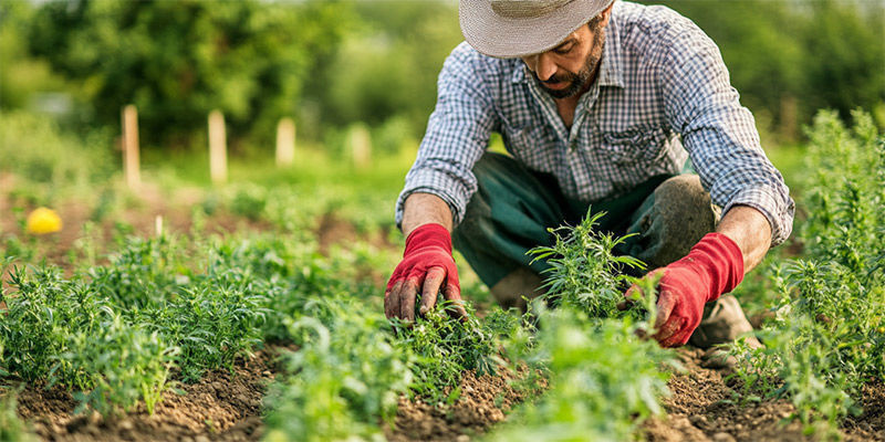 Permakultur Permaculture