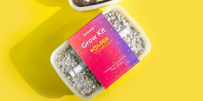 Fresh Mushrooms Grow Kit “Golden Teacher” Fresh Mushrooms Grow Kit “Golden Teacher”