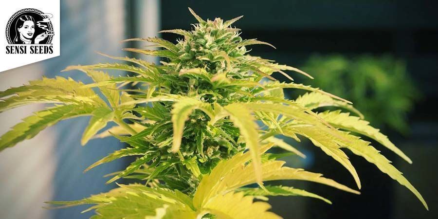 Hindu Kush - Sensi Seeds Hindu Kush - Sensi Seeds