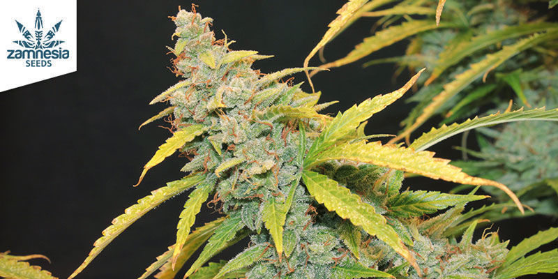 Auto Purple CousKush Feminized Auto Purple CousKush Feminized