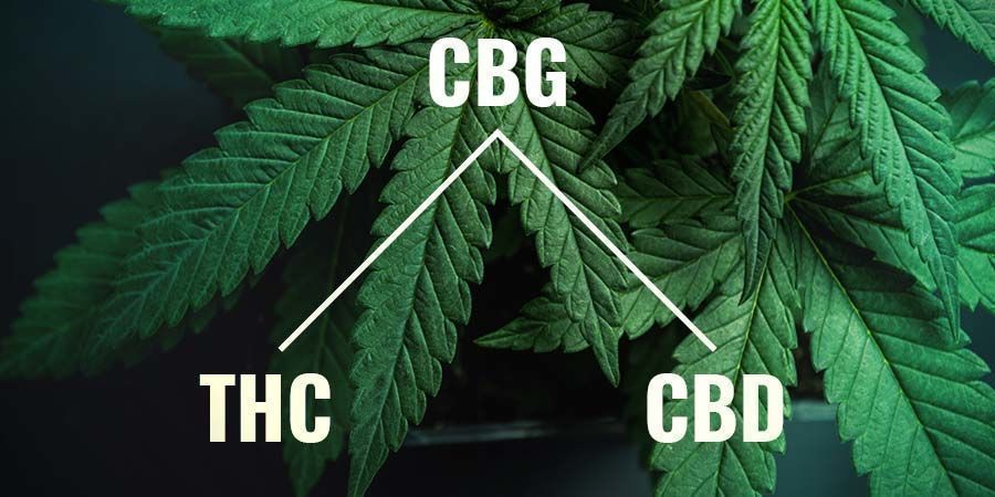 Hvad er CBG?