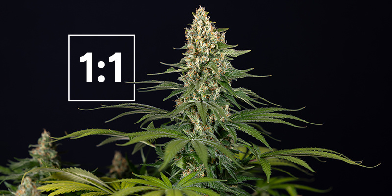 De bedste cannabissorter med et 1:1 CBD:THC-forhold De bedste cannabissorter med et 1:1 CBD:THC-forhold