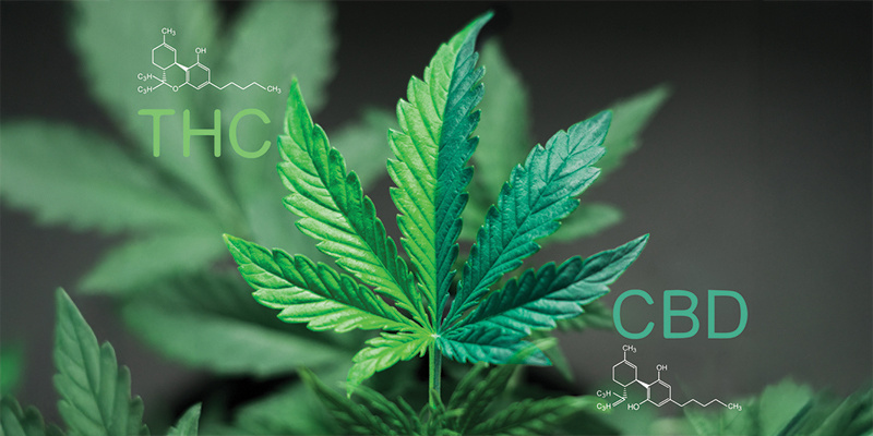Hvad er et 1:1 CBD:THC-forhold? Hvad er et 1:1 CBD:THC-forhold?