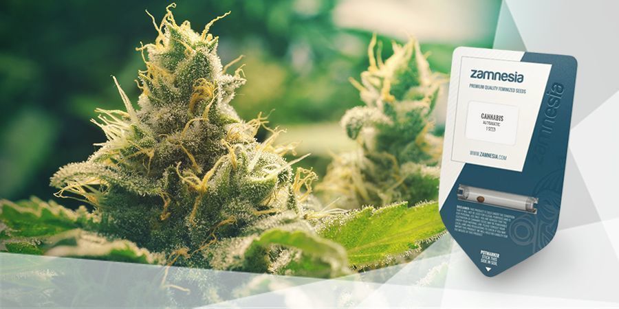Sådan laver du cannabis-te