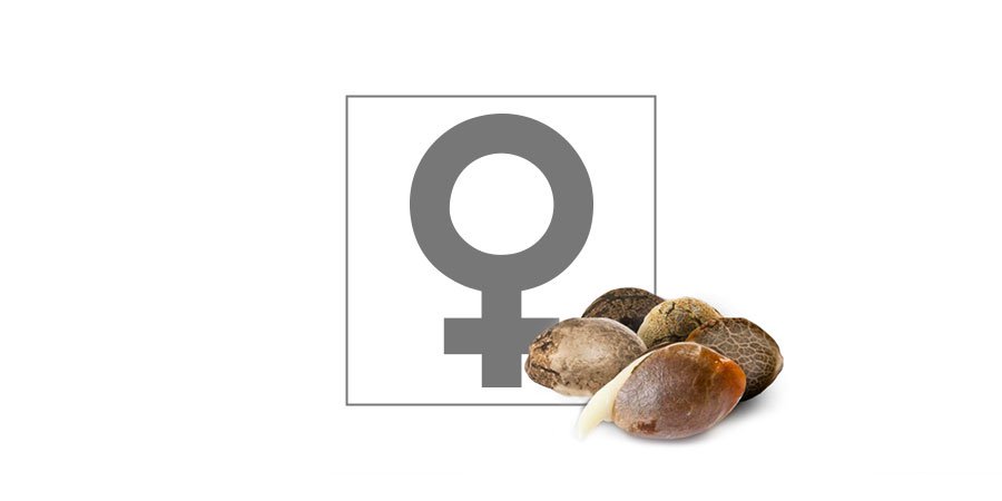 Top 10 feminiserede cannabisfr&oslash;