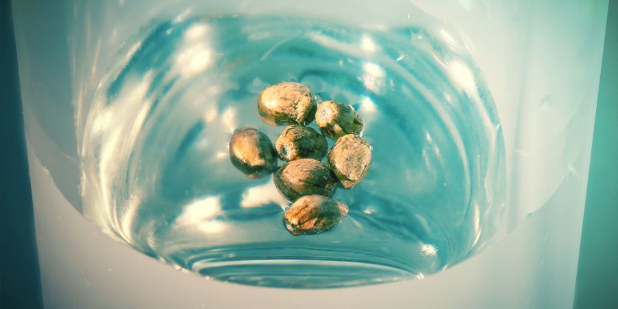 Måder at teste dine frø Måder at teste dine cannabisfrø