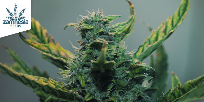 3 cannabissorter, der producerer masser af kief 3 cannabissorter, der producerer kief
