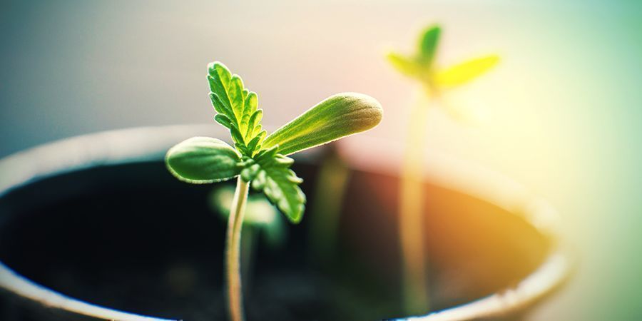 Hvad kan du gøre, når du dyrker cannabis indendørs Hvad kan du gøre, når du dyrker cannabis indendørs
