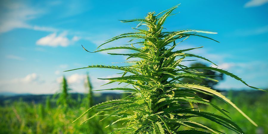 Hvad kan du gøre, når du dyrker cannabis udendørs Hvad kan du gøre, når du dyrker cannabis udendørs