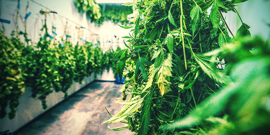 Sådan tørrer og curer du cannabisblomster korrekt