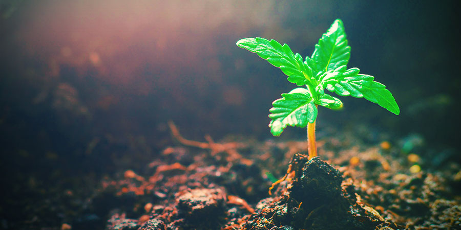 Cannabis-vegetation