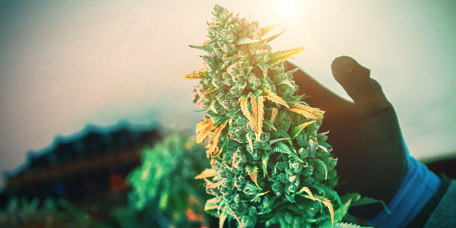Cannabis i blomstring