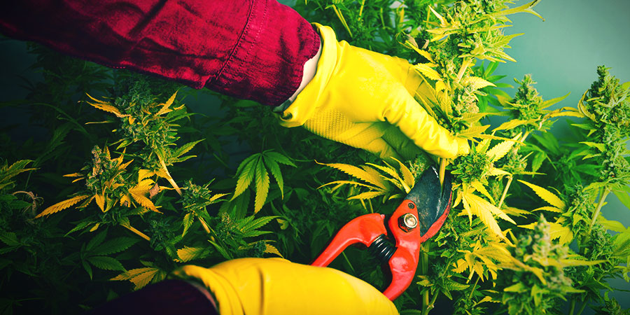 Hvornår og hvordan du høster og tørrer cannabis