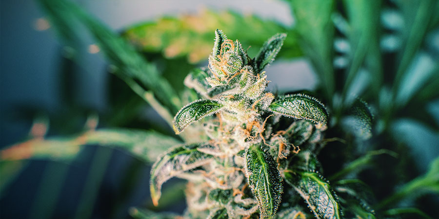 CBD-RIGE SORTER HOS ZAMNESIA