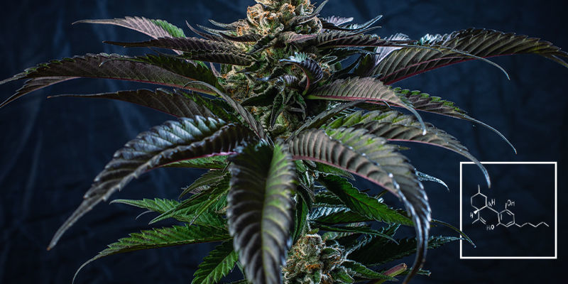 Fytocannabinoider Phytocannabinoids