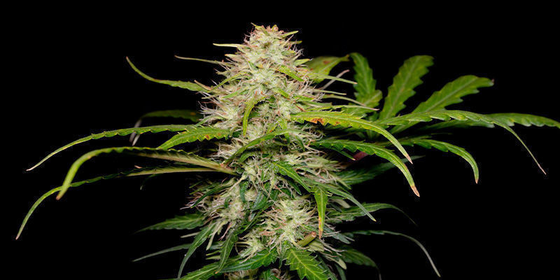 Green Love Potion af Samsara Seeds Green Love Potion by Samsara Seeds