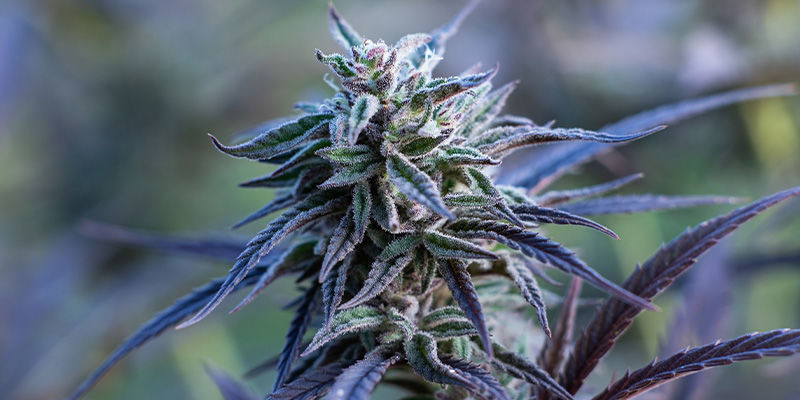 Passion Fruitz fra Zamnesia Seeds: En tropisk kærlighedsaffære Passion Fruitz fra Zamnesia Seeds: En tropisk kærlighedsaffære