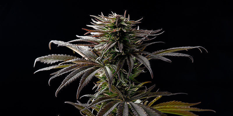 Sugar Black Rose fra Delicious Seeds: Sig det med blomster! Sugar Black Rose by Delicious Seeds: Sig det med blomster!