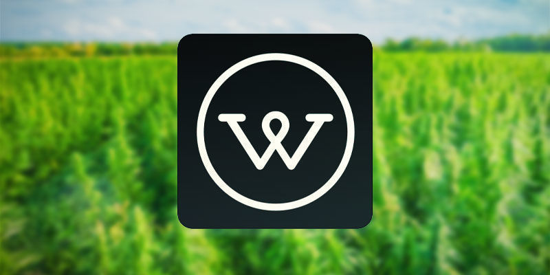 Wikileaf Marijuana Finder Wikileaf Marijuana Finder