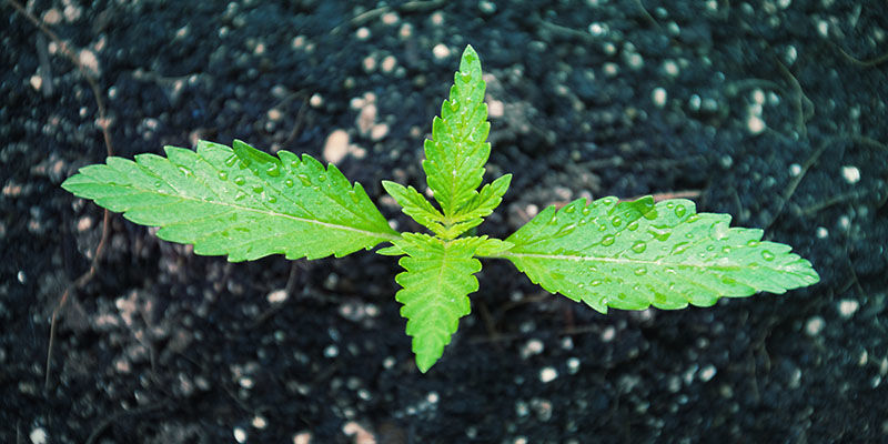 GØDNING AF CANNABIS