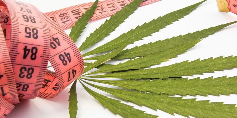 Forstå sammenhængen mellem cannabis og vægttab Forstå sammenhængen mellem cannabis og vægttab