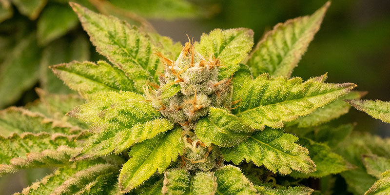 Hvilken cannabis er bedst til vægttab? Hvilken cannabis er bedst til vægttab?