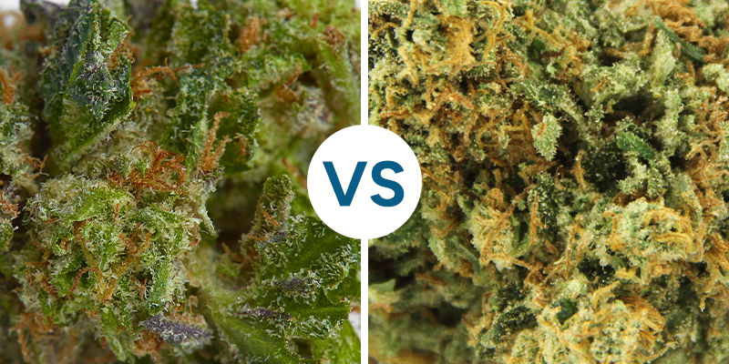 Klæbrig vs. tør cannabis STICKY VS DRY WEED