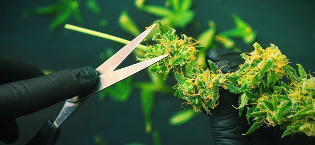 Trimmesaks Trimming Scissors