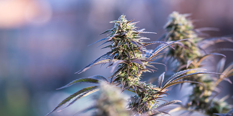 6 cannabissorter med 1% THC eller mindre 6 Cannabis Strains With 1% THC Or Less