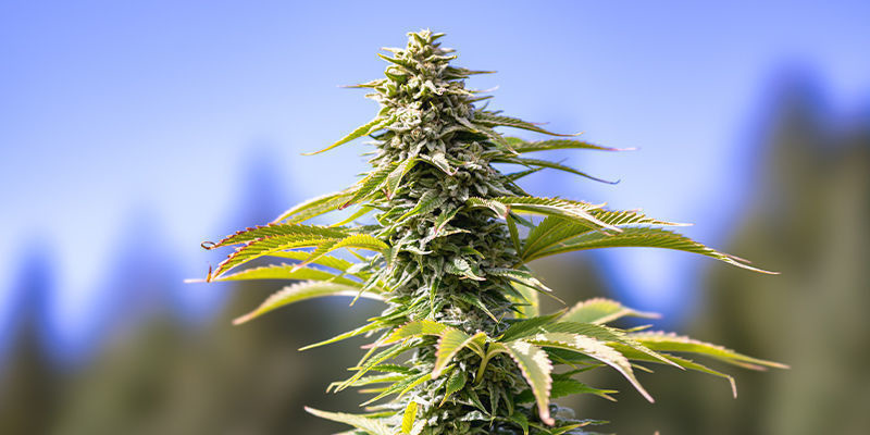 CBD Fix Automatic af Zamnesia Seeds CBD Fix Automatic by Zamnesia Seeds