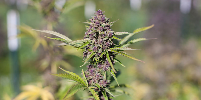 Sweet Pure Auto CBD fra Sweet Seeds Sweet Pure Auto CBD by Sweet Seeds