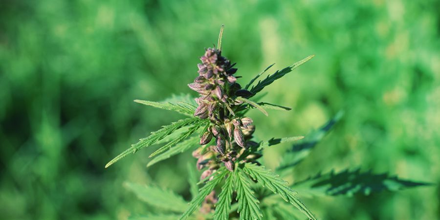 Betyder lilla cannabis ekstra styrke? Does The Purple In Cannabis Mean Extra Power?