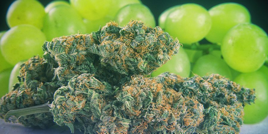 Kalini Asia fra Zamnesia Seeds: hvordan er den? Kalini Asia fra Zamnesia Seeds: hvordan er den?