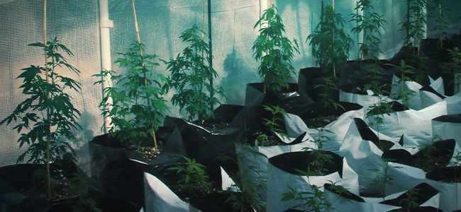 Hvad er det smarte ved en Smart Pot? HVAD ER DET SMARTE VED EN SMART POT?