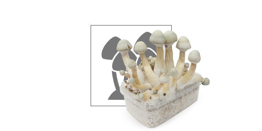 Zamnesia dyrkningskit 'Treasure Coast'
