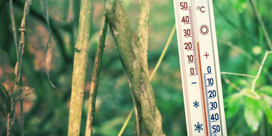 Sørg for et varmt og fugtigt dyrkningsmiljø Sørg for et varmt og fugtigt dyrkningsmiljø – Banisteriopsis caapi