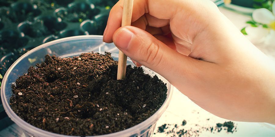Omplantning og videre plantepleje Transplanting And Further Plant Care - Banisteriopsis Caapi