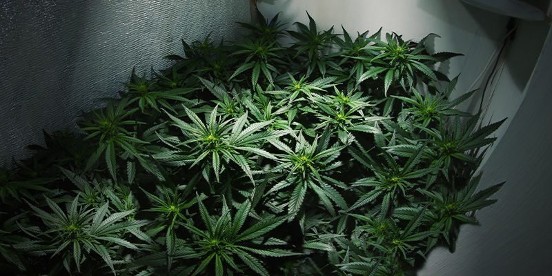Kan du h&oslash;ste cannabis flere gange i det samme dyrkningsrum?